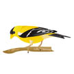 bird
