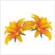 day-lily