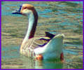 Indian goose nature free photos images pictures
