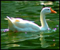 swan Indian goose pair of ducks nature free photo images pictures