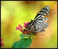 coloruful butterfly sucking nectar from flower nature free photos images pictures