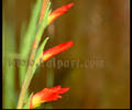 red flower shoots images nature free photos pictures